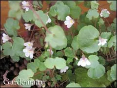 Linaria anyja ezer