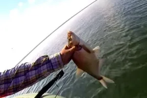 pescuit plătică pe lac