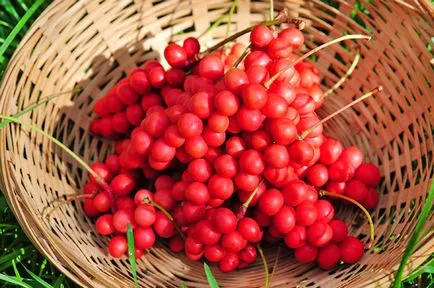 Schisandra ягодоплодни полезни свойства shizandry
