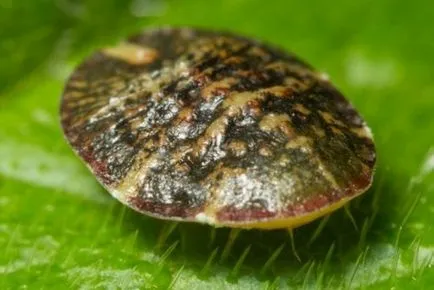 Coccidae как да разпознават и да се справят с вредители