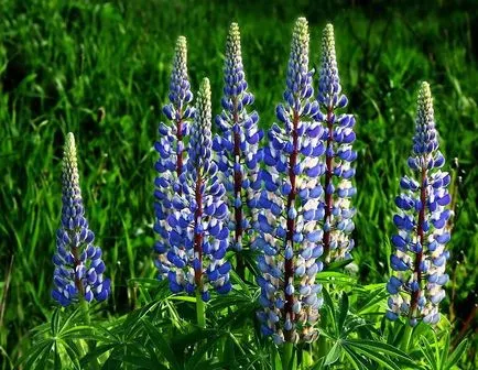 cultivare de lupin, agrocounsel