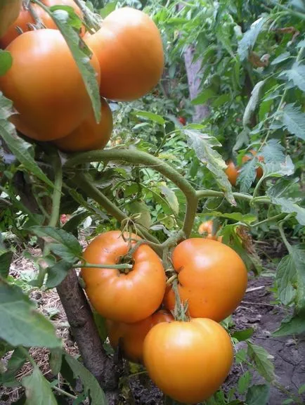 Cele mai bune soiuri de tomate galbene