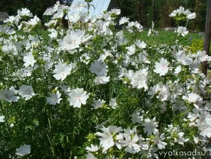 Malva, лайка булка в градината