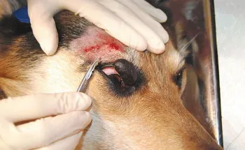 Mastocitom, papilomatoza și talc simptome câini, tratament și fotografii