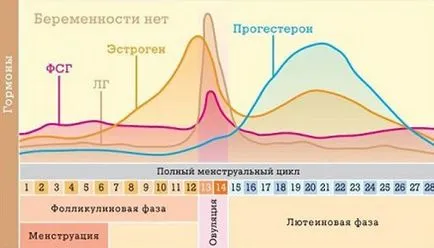 Менструални цикъл фази, продължителност дни