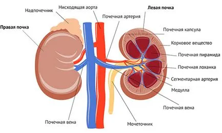 Pungile de sub ochi la adulți și la copii posibile cauze ale persoanelor sănătoase și boli