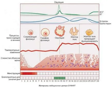 fazele ciclului menstrual, durata de zile