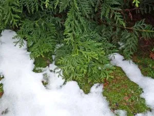 arborvitae de iarnă