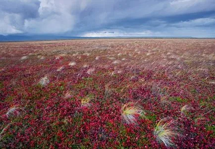 tundra fotó