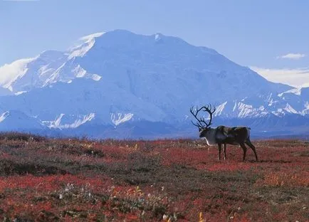 tundra fotó