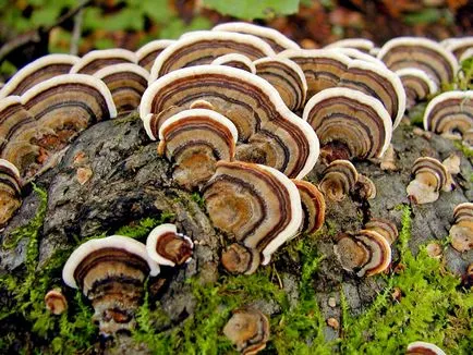 Trametes лишей - медицински гъбички