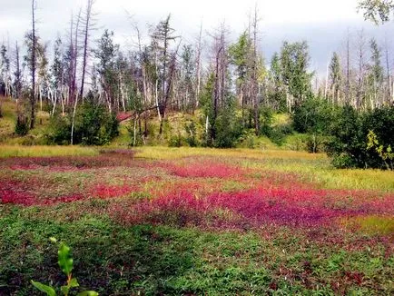 tundra fotó