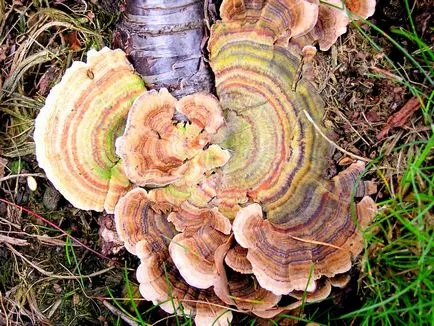 Trametes лишей - медицински гъбички