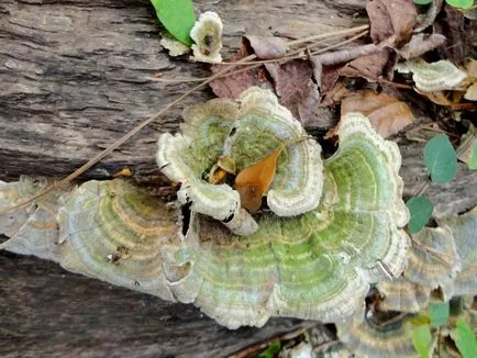 Trametes лишей - медицински гъбички