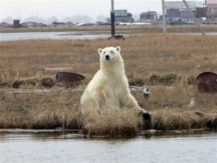 tundra fotó