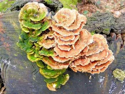 Trametes лишей - медицински гъбички