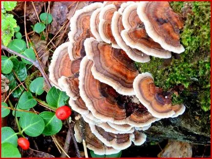 Trametes лишей - медицински гъбички