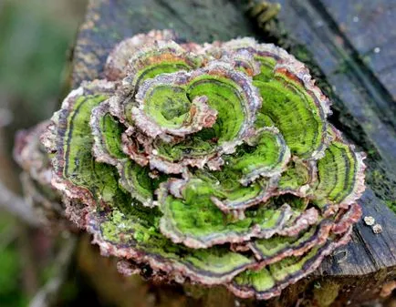 Trametes versicolor - ciuperci medicale