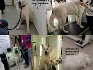 Пералня, сресване кучета, ще се измие и гребен кучето евтино Reutov