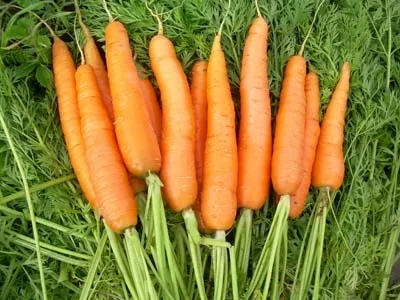 Мит или истина, че ако ядете 1 морков на ден, подобряване на зрението