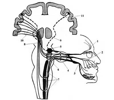 Microneurosurgery trigeminus neuralgia