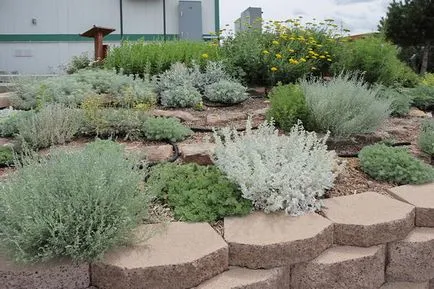 Mitice pelinul - plante de buruieni sau utile