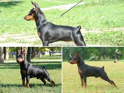 Mini dobermann fajta leírása, képek és az ár