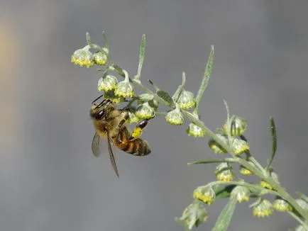 Mitice pelinul - plante de buruieni sau utile