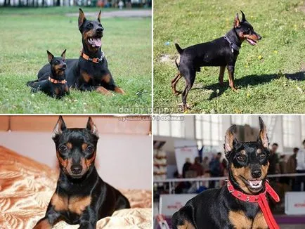 Mini dobermann fajta leírása, képek és az ár