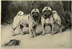 Istoricul rasei Pug