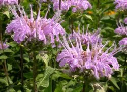 Monarda Citriodora - расте от семена