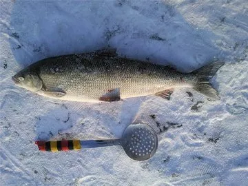 Whitefish - más halak