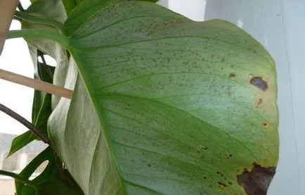 boala Monstera, fotografie, tratament