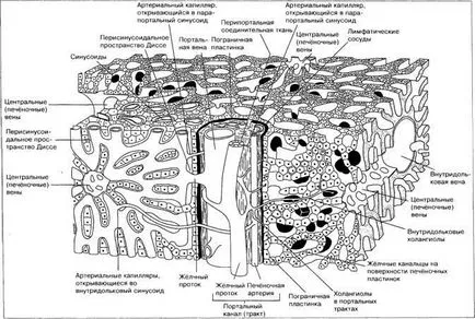 Morfologia ficatului