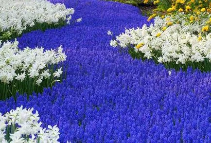 Muscari în grădină