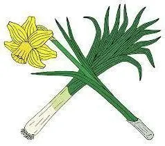 Daffodil - simbolul național al Țării Galilor - viața mea