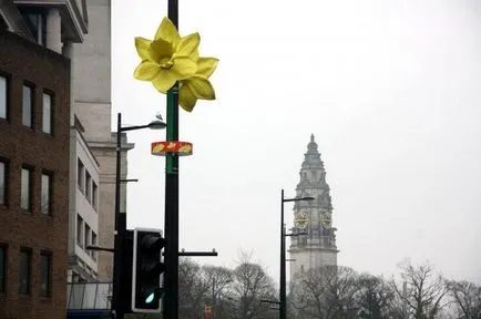 Daffodil - simbolul național al Țării Galilor - viața mea