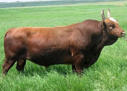 bovine de carne de vită în România - în special creșterea raselor de carne de bovine