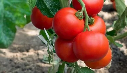 roșii pentru teren deschis scăzut cu creștere fără tomate pasynkovaniya, pe care le pot sorta, recenzii, fotografii