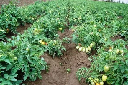 roșii pentru teren deschis scăzut cu creștere fără tomate pasynkovaniya, pe care le pot sorta, recenzii, fotografii