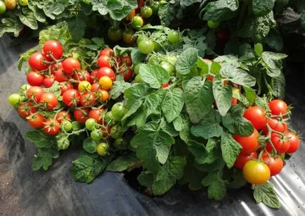 roșii pentru teren deschis scăzut cu creștere fără tomate pasynkovaniya, pe care le pot sorta, recenzii, fotografii