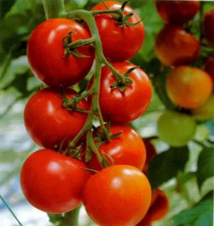 Ниските домати, които не изискват pasynkovaniya, тяхното описание и ползи