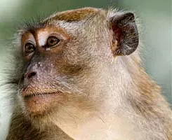 Monkey зодия на източния хороскоп, характеристики хороскоп маймуна