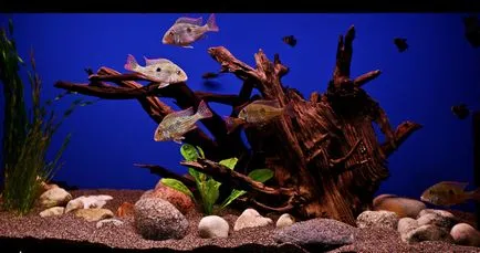 akvárium dekoráció sügér