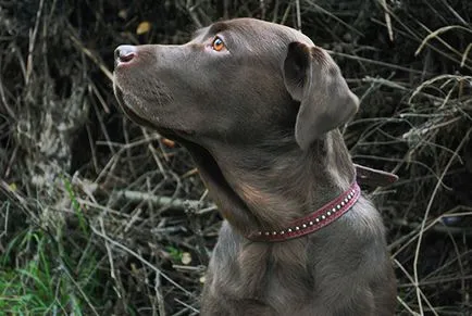 Caracteristici Prezentare generală standard, Labrador de conținut și fotografii