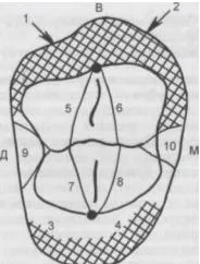 Ocluzale suprafata - stomatologie, gnathology - chirurgie si tratament