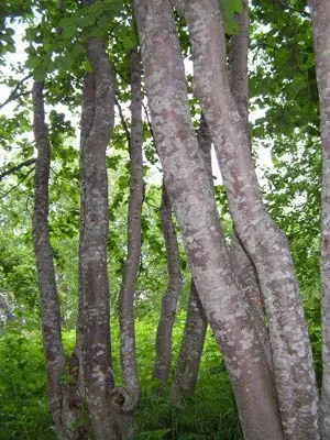 Alder, katalógus, fűrészáru, fa szerkezeti