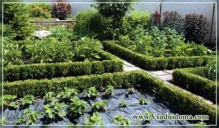 Зеленчукова градина легла (снимка) или в цветни лехи - градина - успешни съвети