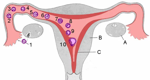 Megtermékenyítés, a sperma, tojás