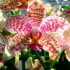 Cymbidium Orchid cum să aibă grijă în mod corespunzător pentru, hrana pentru animale, udate